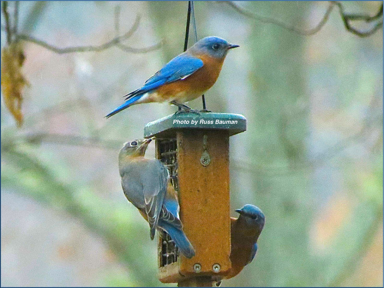 bluebird-feeders-north-carolina-bluebird-society