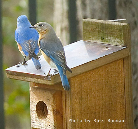 Bluebird Nesting Schedule | North Carolina Bluebird Society