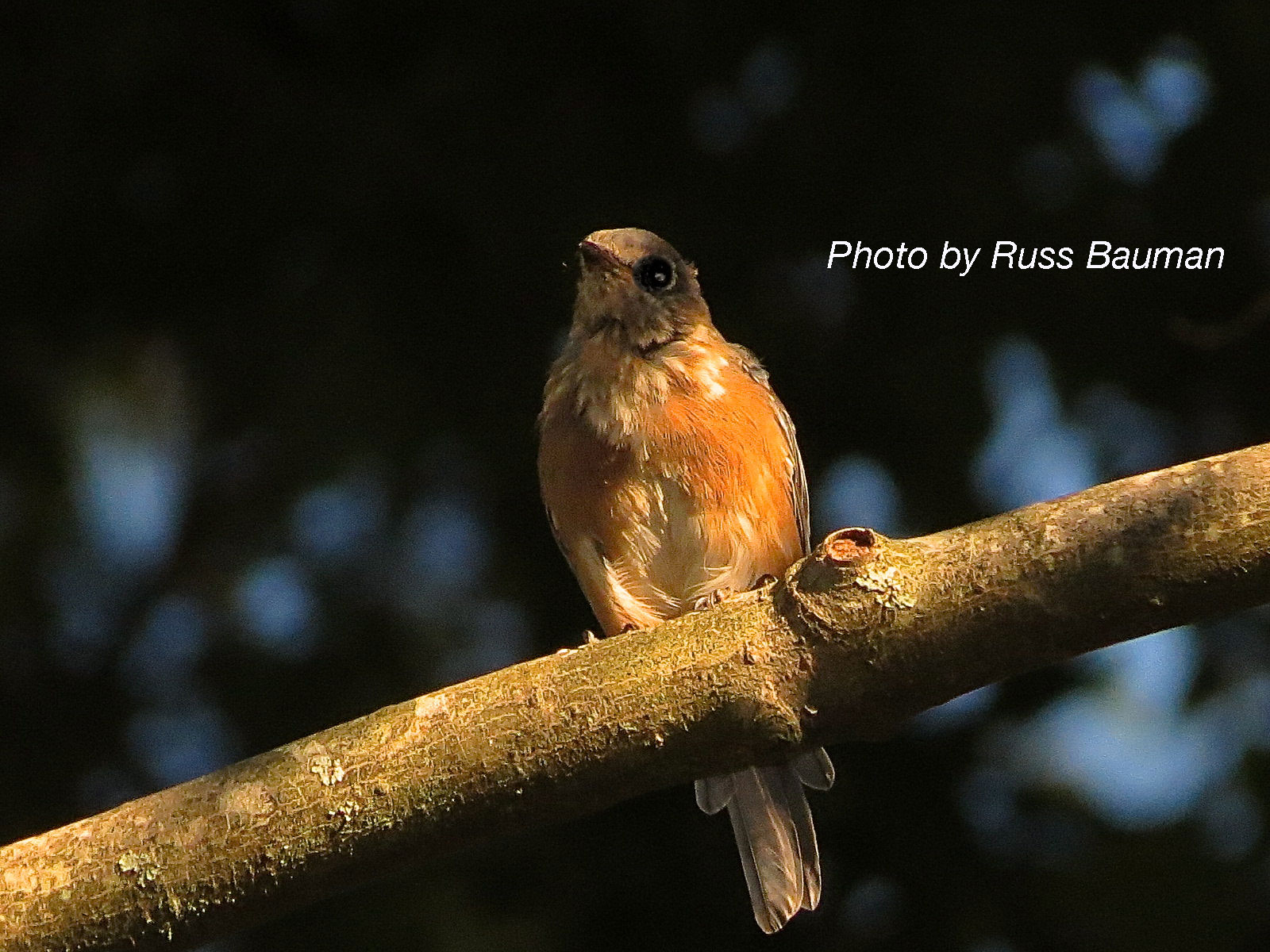 thank-you-for-your-donation-north-carolina-bluebird-society